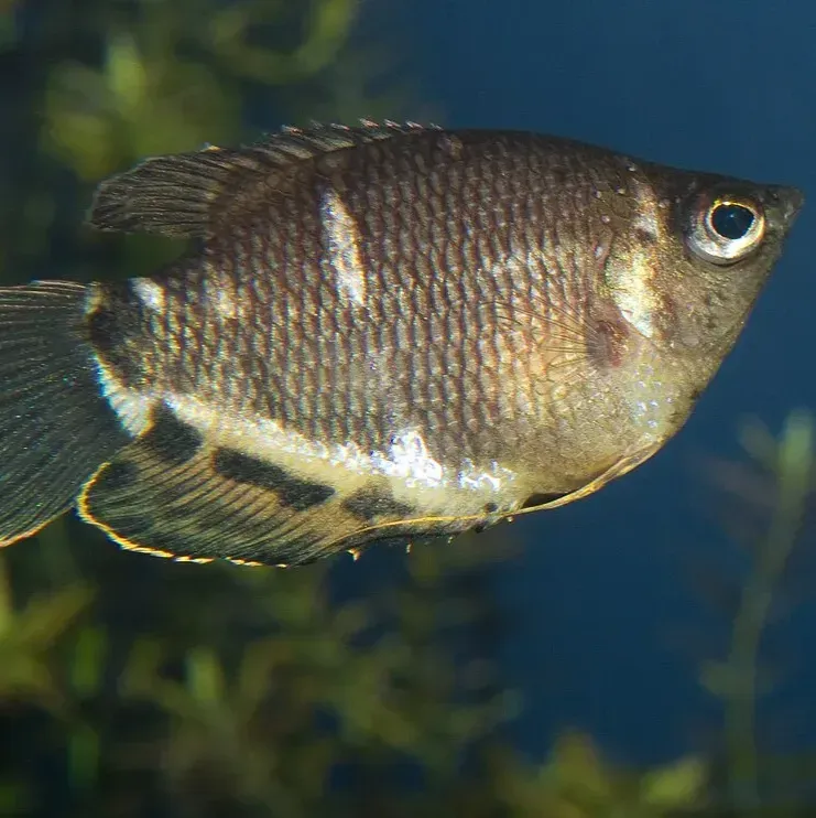 Brown fish with light stripes swims right against a blurry green and blue background